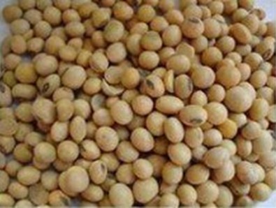 看看怎样鉴别转基因与非转基因食品(组图)